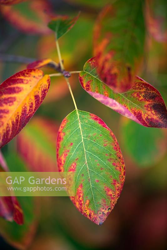 Amelanchier lamarckii, Juneberry, un petit arbre d'arbuste qui pousse naturellement à plusieurs tiges. Les jeunes feuilles de bronze caduques virent au vert avec une brume de fleurs blanches. En automne, les feuilles deviennent rouges et orange.