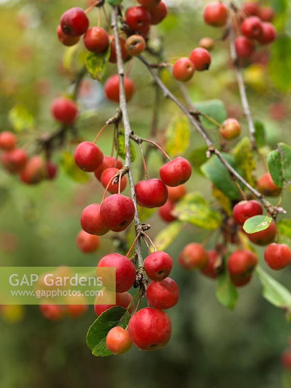 Malus x robusta 'Red Sentinel', pomme sauvage, porte des masses de petits fruits rouges et jaunes en automne.