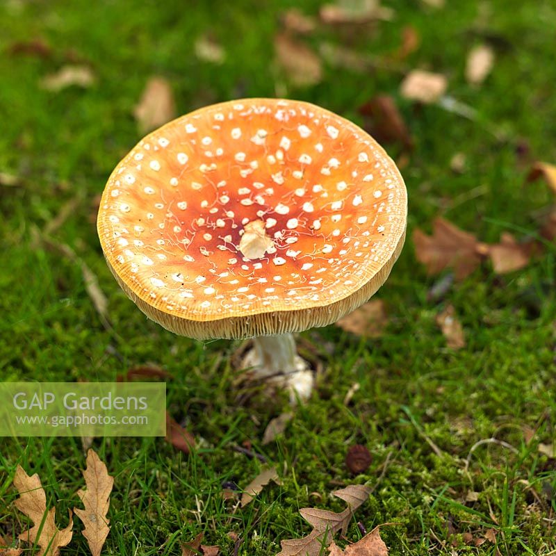Amanita muscaria var. guessowii, Fly Agaric, toadstool, octobre