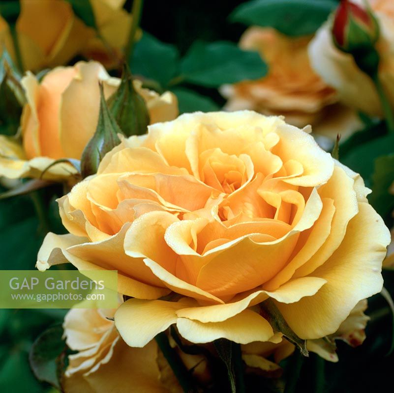 Rosa 'Amber Queen', une floribunda moderne de couleur abricot. A remporté de nombreux prix pour son parfum sucré et sa floraison été-automne.