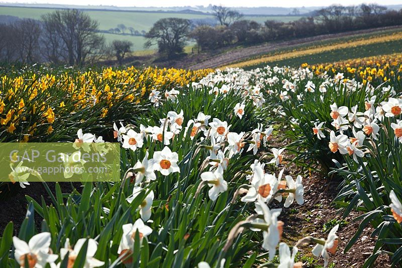 Rangées de narcisses dans un champ de jonquilles commerciales, Cornwall. Narcisse 'Brideshead' et N. Garden Opera dans les champs à Fentongollan, Cornwall