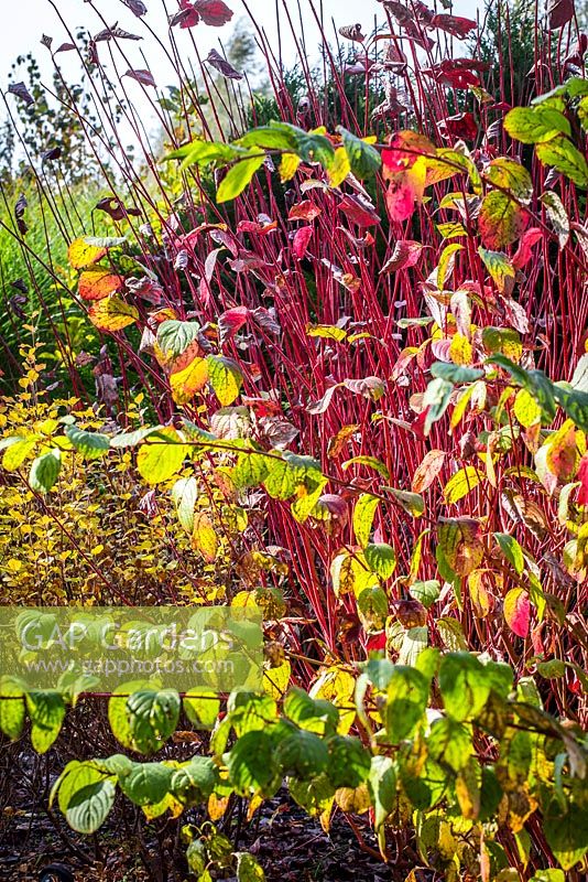 Arbuste Cornus alba à rameaux rouges