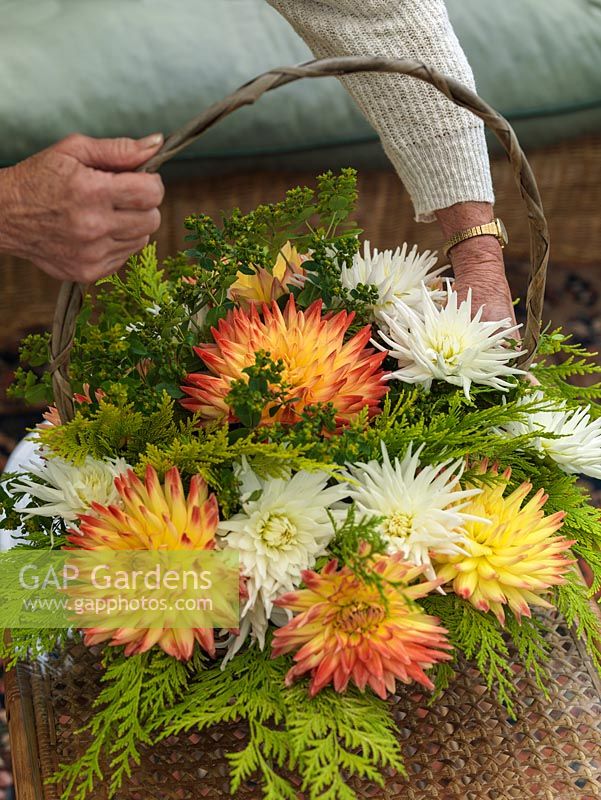 Elizabeth Walker fait un arrangement de fleurs dans un panier, en utilisant des dahlias juste cueillis dans son jardin.