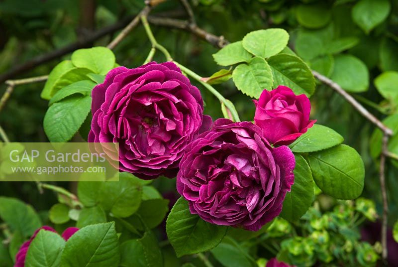 Rose 'Prince Charles' bourbon rose. juin