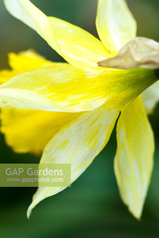 Virus de la bande jaune du Narcisse - NYSV affectant les pétales des fleurs du Narcisse. février