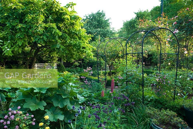 Jardin clos avec rosaces, arbres et banc de jardin. Mai