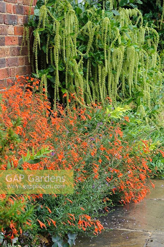 Zauschneria californica avec Itea ilicifolia à côté du mur de briques. Madingley Hall, Cambridge