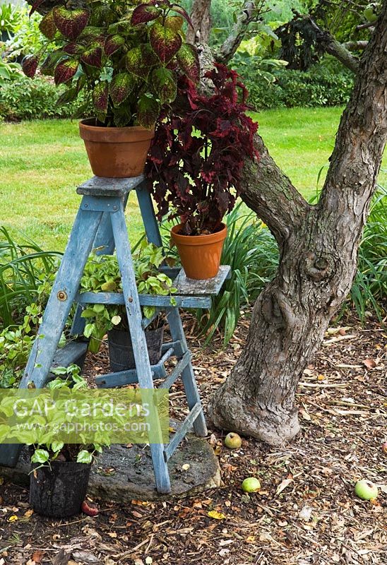 Ancien escabeau en bois peint en bleu décoré de jardinières en terre cuite contenant des plantes Solenostemon sous un Malus domestica - Pommier dans un jardin de campagne en été, Québec, Canada