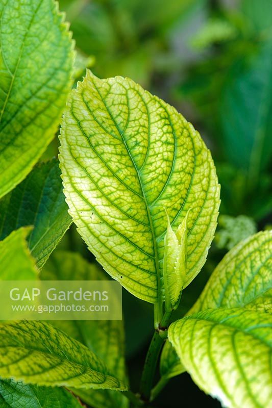 Hortensia montrant une chlorose