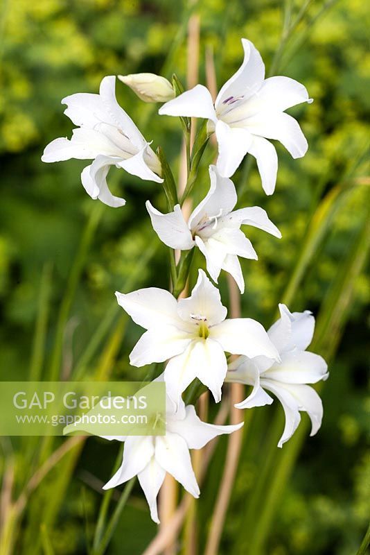 Gladiolus x colvillii 'La mariée '. Veddw House Garden, Monmouthsire, Pays de Galles. Juin 2014.