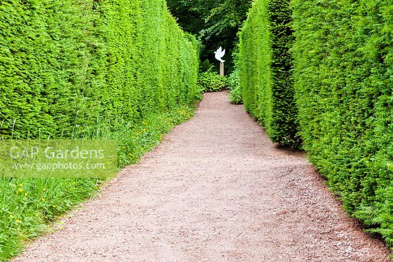 La marche de l'if. Avenue menant à la sculpture de Colombe dans les jardins de haies. Chemin de calcaire rose à poussière. L'herbe au bord du chemin a permis de devenir un mini pré. Veddw House Garden, Monmouthsire, Pays de Galles. Juin 2014.