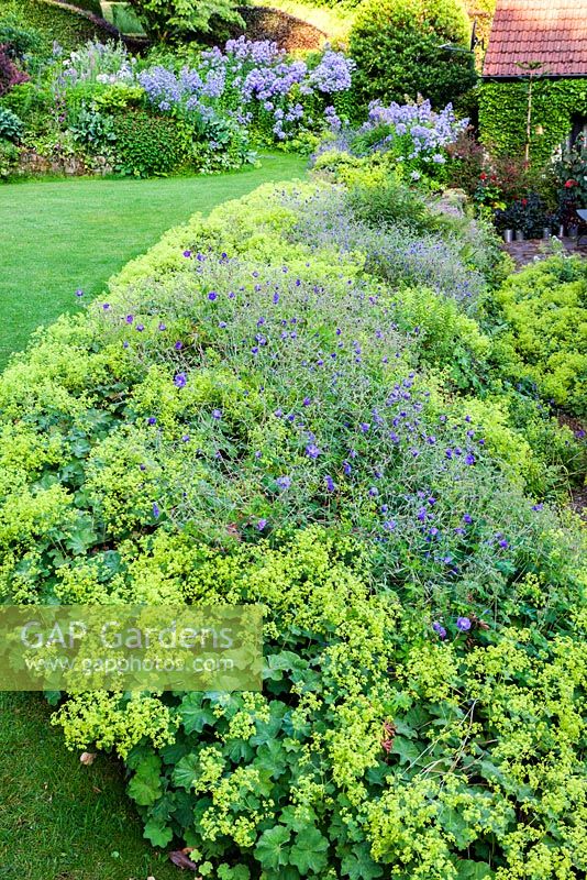 Alchemilla mollis et géraniums bleus rustiques par la pelouse au-dessus de la terrasse. Campanula lactiflora en arrière-plan. Veddw House Garden, Devauden, Monmouthshire, Pays de Galles. juillet
