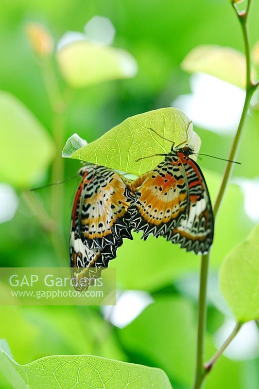 Accouplement de papillons tropicaux