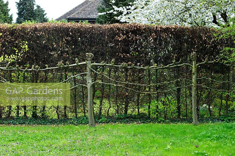 Tilleuls blanchis montrant des branches entrelacées. Haie de hêtre. Hardwicke House, Fen Ditton, Cambridge