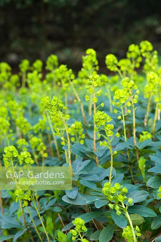 Euphorbia amygdaloides var. robbiae