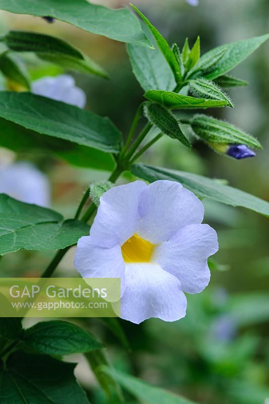 Thunbergia natalensis