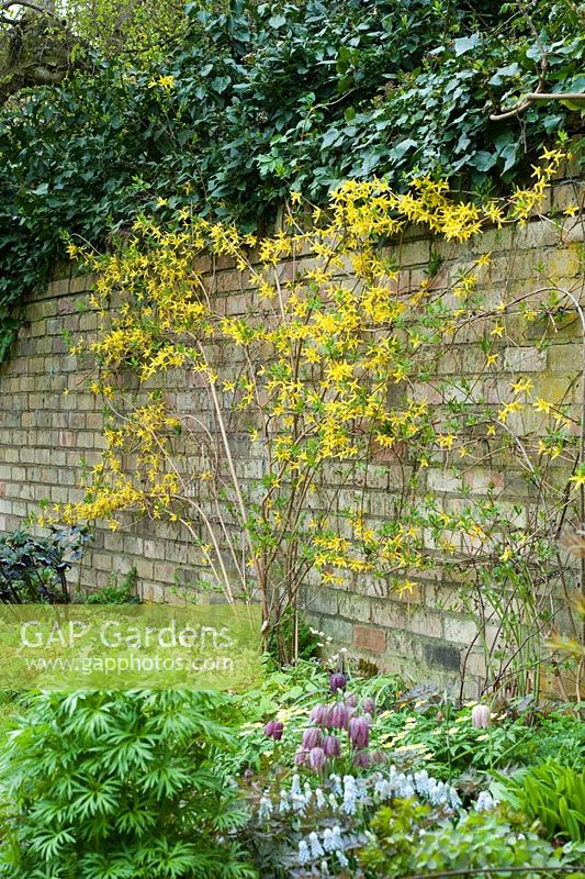 Forsythia suspensa formé sur un mur de jardin