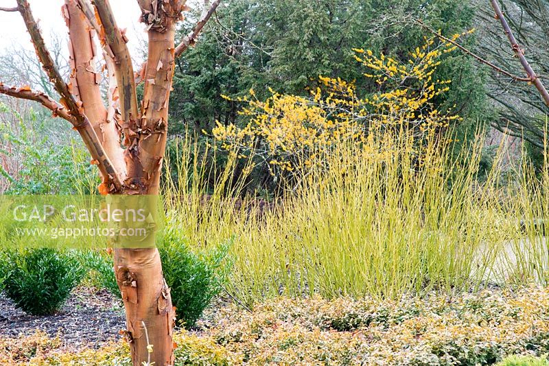 Acer griseum avec Cornus sericea 'Bud's Yellow' et Hamamelis mollis 'Brevipetala' derrière