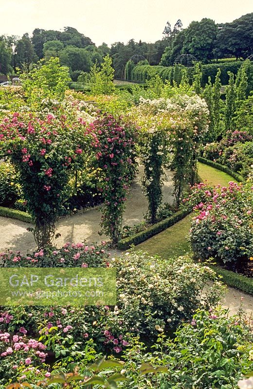 Rosiers arbustifs et rambler formés sur pergola. Chemins incurvés de gravier et d'herbe avec bordure en caisson. Roseraie du château d'Alnwick. Juillet.