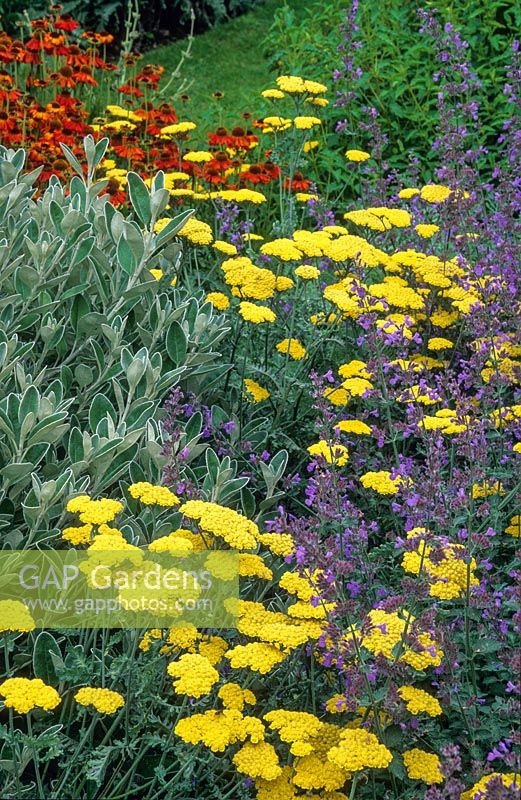 Vue sur parterre de fleurs en été. Achillea 'Moonshine', Brachyglottis Dunedin Group 'Sunshine', hélénium et nepeta.