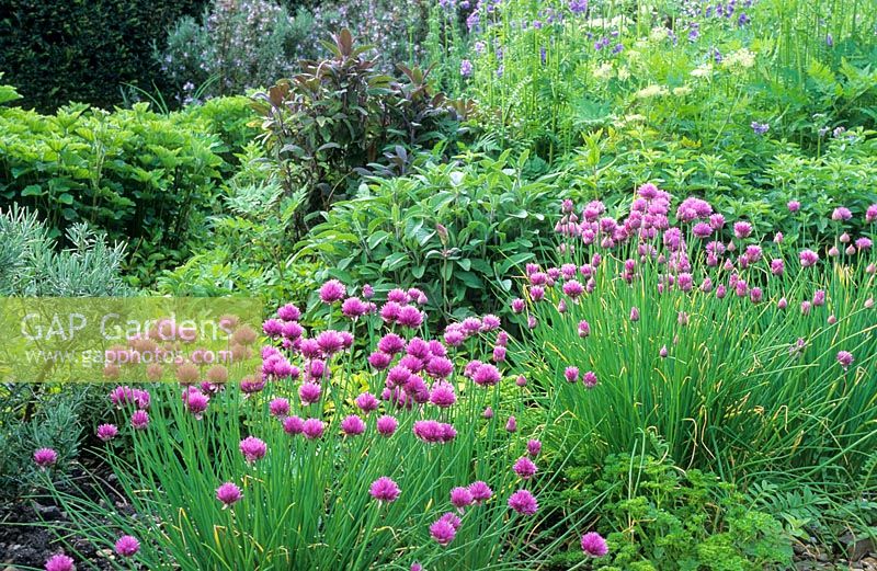 Jardin aux herbes avec ciboulette, sauge, persil, lavande. Madingley Hall, Cambridge
