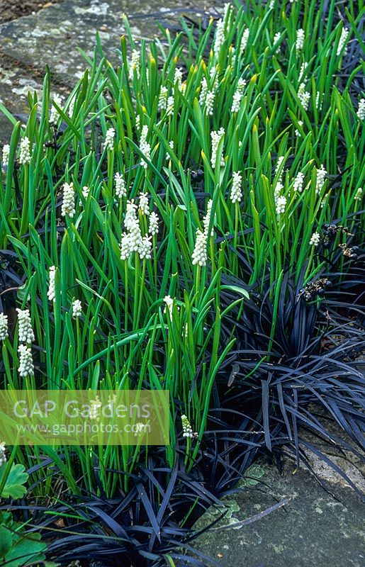 Muscari botryoides 'Album' avec Ophiopogon planiscapus 'Nigrescens'