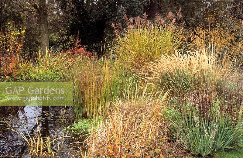 Graminées, carex et joncs plantés autour d'un grand étang naturaliste. L'automne. Cambridge