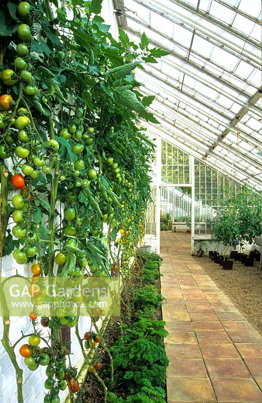 Serres victoriennes à Audley End jardin clos de tomates