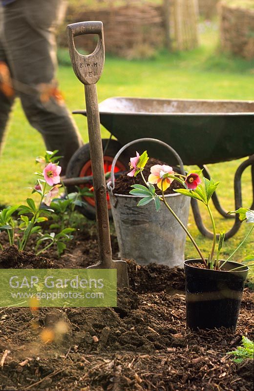 Hellébore - Hellébore en pot debout sur un sol nu à côté d'un trou fraîchement creusé, prêt à être planté au printemps