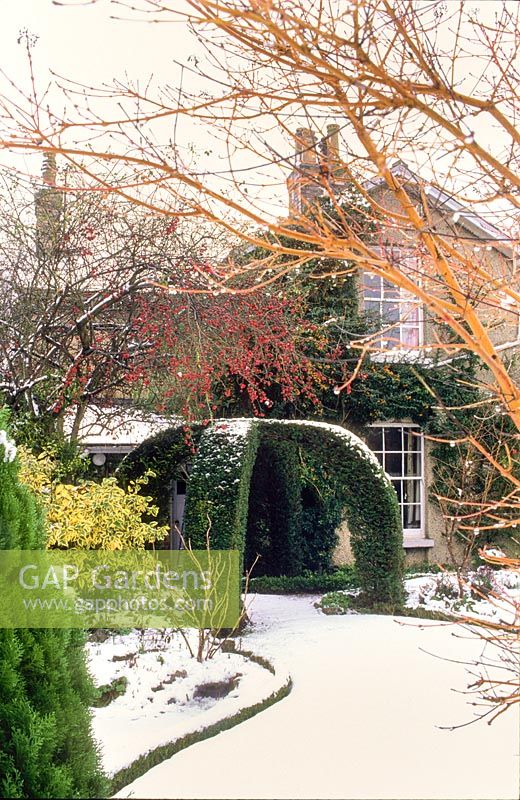 Jardin couvert de neige avec pergola d'if et pommes sauvages. The Crossing House, Shepreth, Cambridge