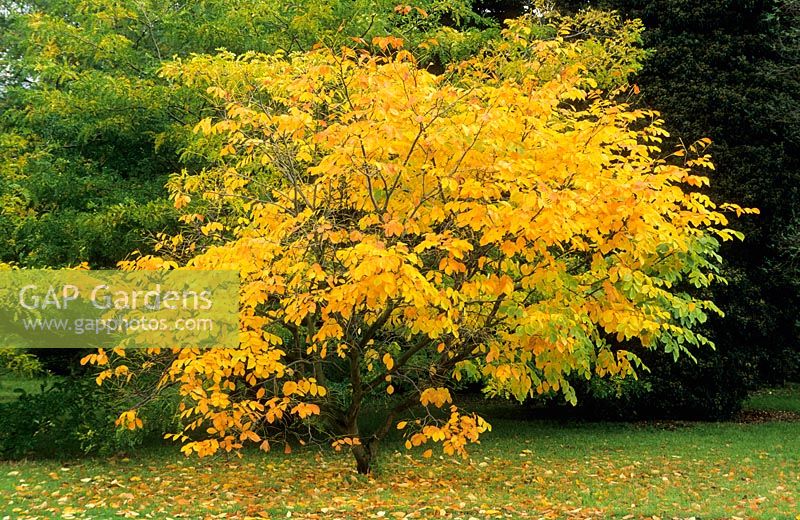 Cladrastis kentukea syn C. lutea - bois jaune - petit arbre de couleur automne. Octobre.