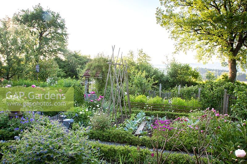 Jardin rural avec des plaques de légumes bordées de boîte contenant du chou et des fleurs, un cadre de haricot. Chêne, fond