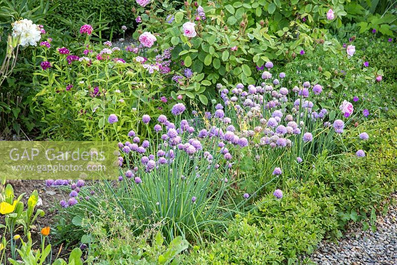 Détail d'un jardin rural avec des parterres de fleurs encadrées d'herbes, les plantes sont - Allium schoenoprasum, Dianthus barbatus, Ligustrum, Rosa