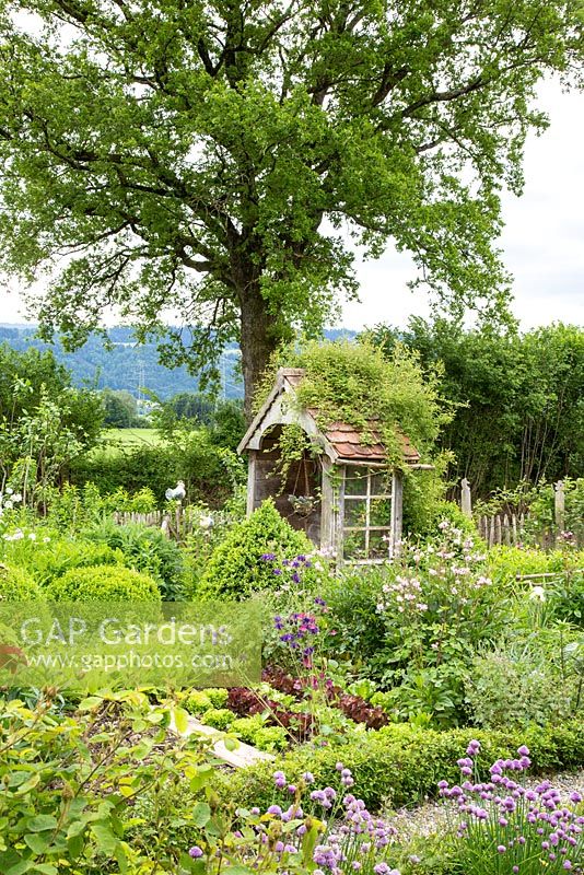 Jardin rural avec des plaques de légumes bordées de boîtes, une tonnelle antique, des sphères de boîte, une clôture en bois et un chêne sur pied