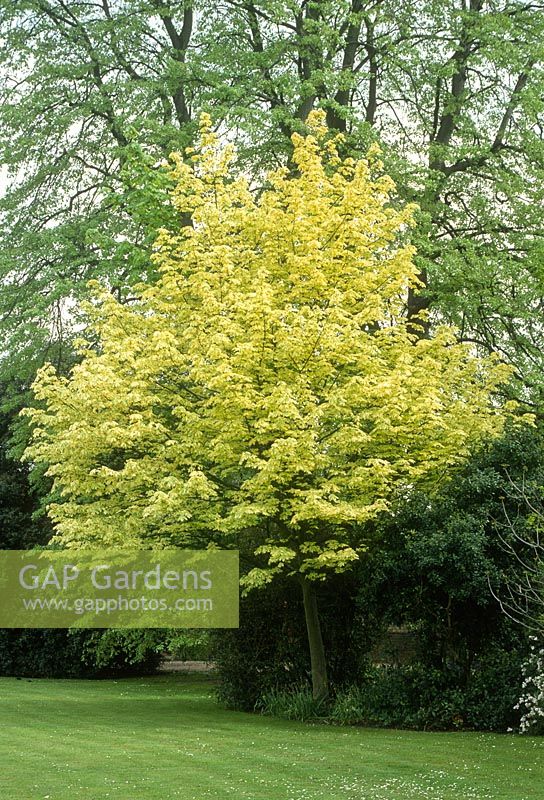 Acer platanoides 'Drummondii '. Arbre au feuillage panaché dans un parterre de fleurs au bord de la pelouse. Mai. Emmanuel College, Cambridge