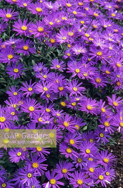 Aster amellus 'Veilchenkonigin' - 'Violet Queen ' floraison en septembre. Beth Chatto Gardens