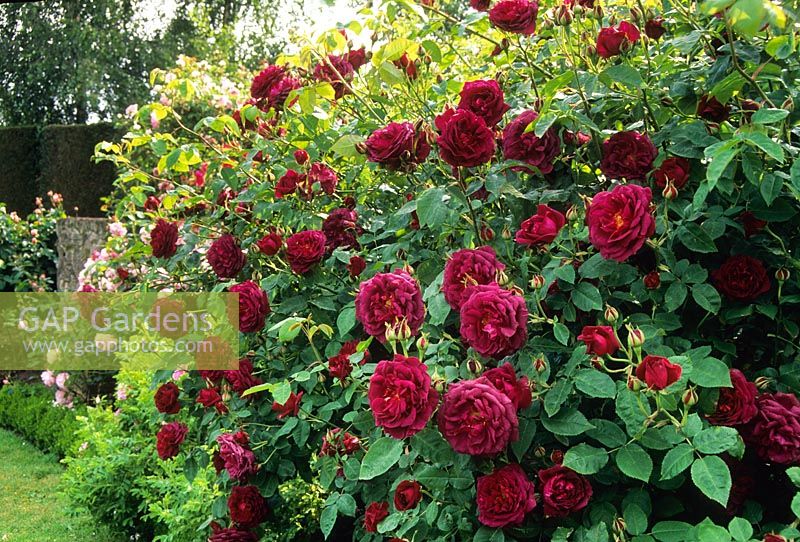 Rosa 'Chianti' - Syn. Rosa 'Auswine '. Arbuste rose. Juin