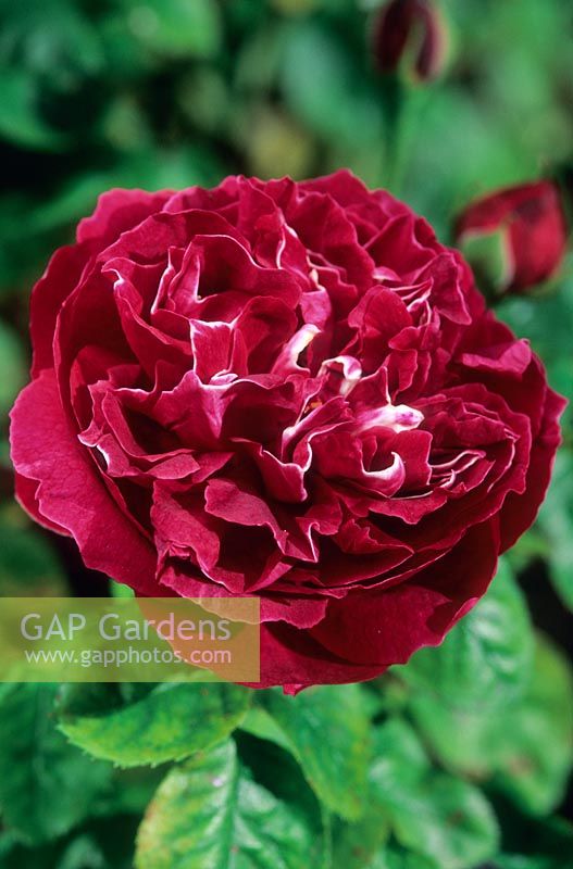 Rosa 'Baron Girod De L ' Ain '. Hybride perpétuelle rose. Mai