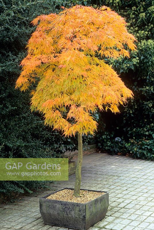 Acer palmatum 'Dissectum' formé comme standard dans un pot. Couleur d'automne. septembre