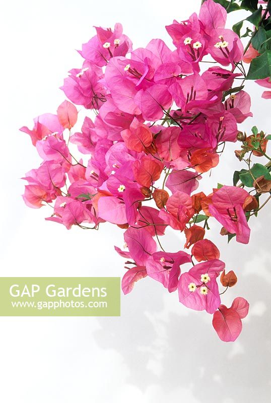 Bougainvillea glabra