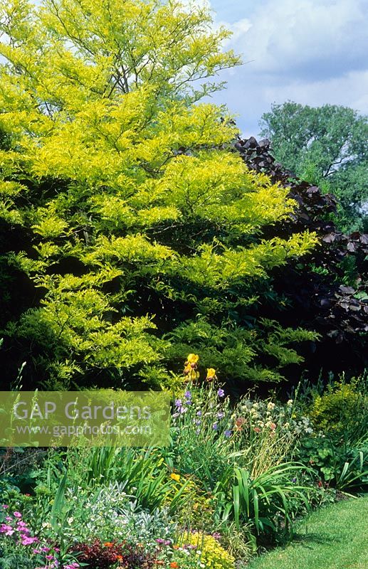 Gleditsia triacanthos 'Sunburst' - Criquet pèlerin, poussant derrière un parterre de fleurs herbacées avec Corylus maxima 'Purpurea' en arrière-plan