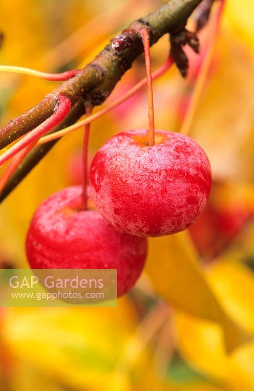 Malus 'Sentinelle rouge'