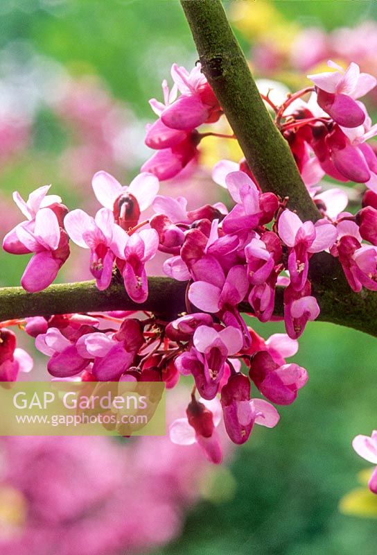 Cercis siliquastrum en fleur. Arbre de Judée