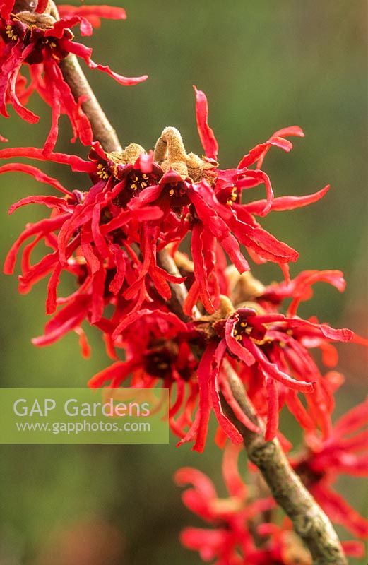 Hamamelis x intermedia 'Diane'