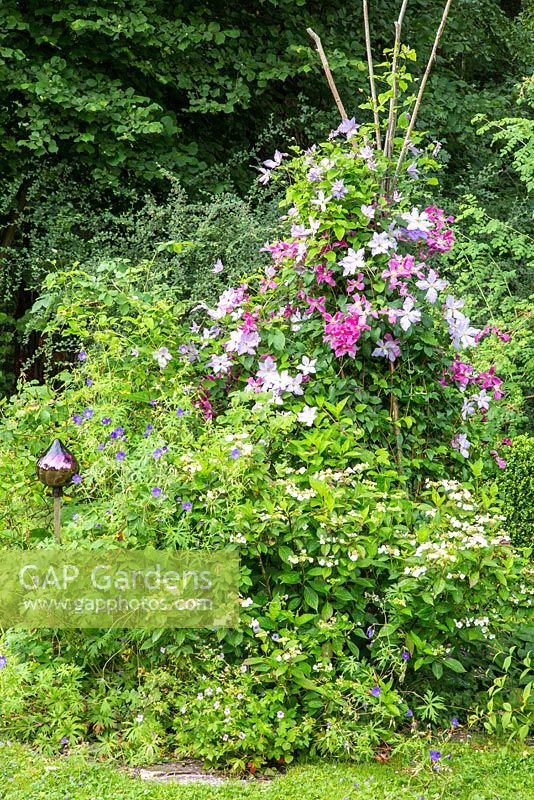 Clématite 'Ascotiensis', Clématite 'Inspiration', Clématite viticelle 'Ange bleu', Geranium nodosum, Hydrangea serrata