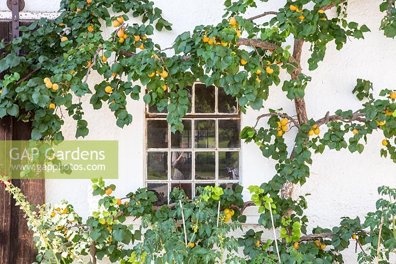 Prunus armeniaca - Abricotier formé à côté de la fenêtre
