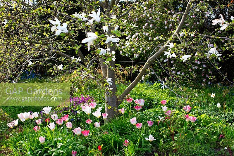 Magnolia kobus et Tulipa 'Flaming Purissima'