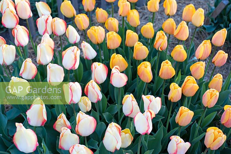 Tulipa 'Beauty of Spring' et Tulipa 'Blushing Apeldoorn',
