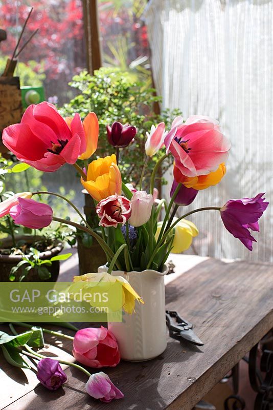 Vase de tulipes du jardin dans une cruche en céramique sur le rebord de la fenêtre. Les variétés comprennent 'Akebono', 'Pink Impression', 'Salmon Impression', 'Fontainebleau', 'Burgundy' et 'Cynthia'