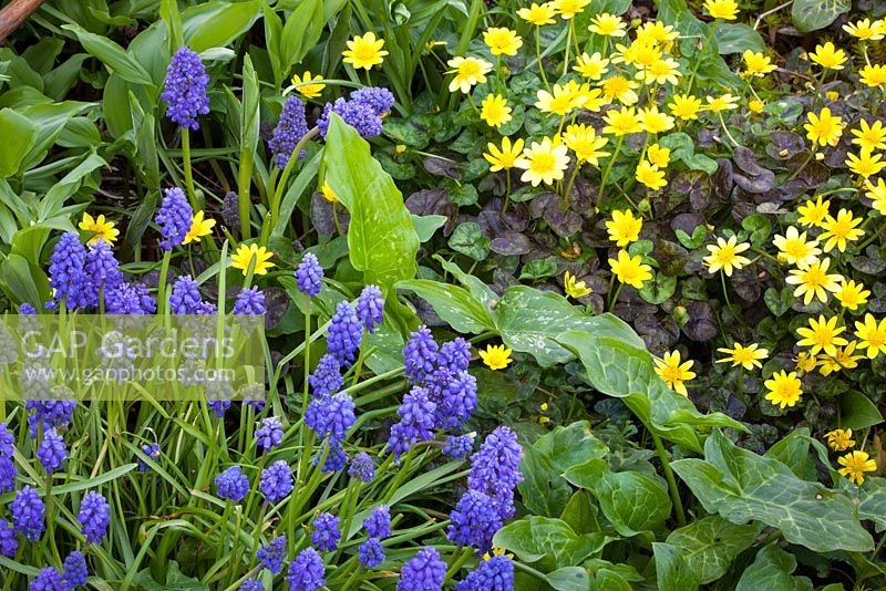 Ranunculus ficaria 'Old Master' avec Muscari armeniacum 'Blue Spike' et arum italicum. Jacinthes de raisin et chélidoine